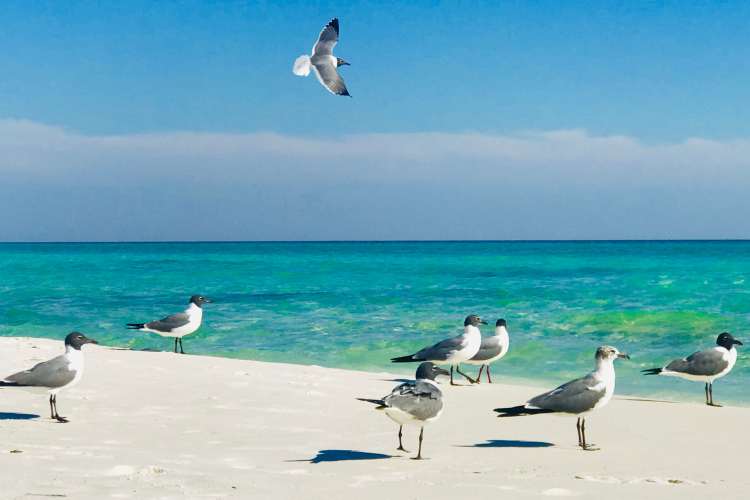 Why Snowbirds love Destin Beach, Fl Destin Beach Vacation Rentals